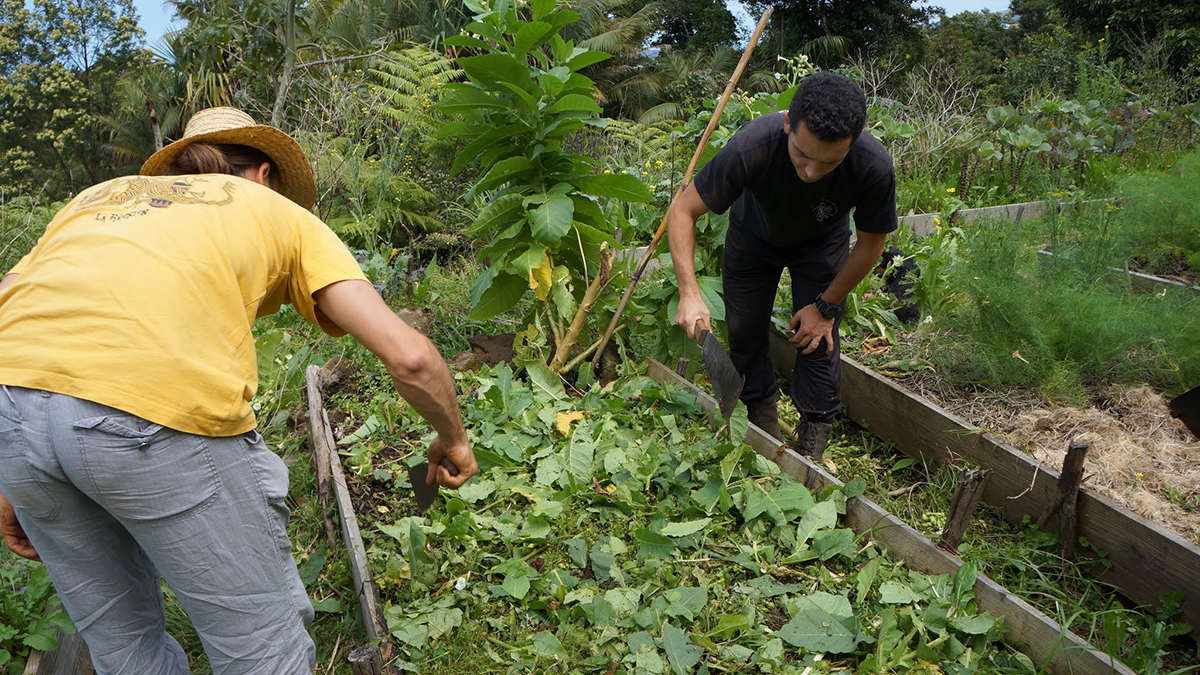 o_potager_association_terre_du_sud_sauvage_2
